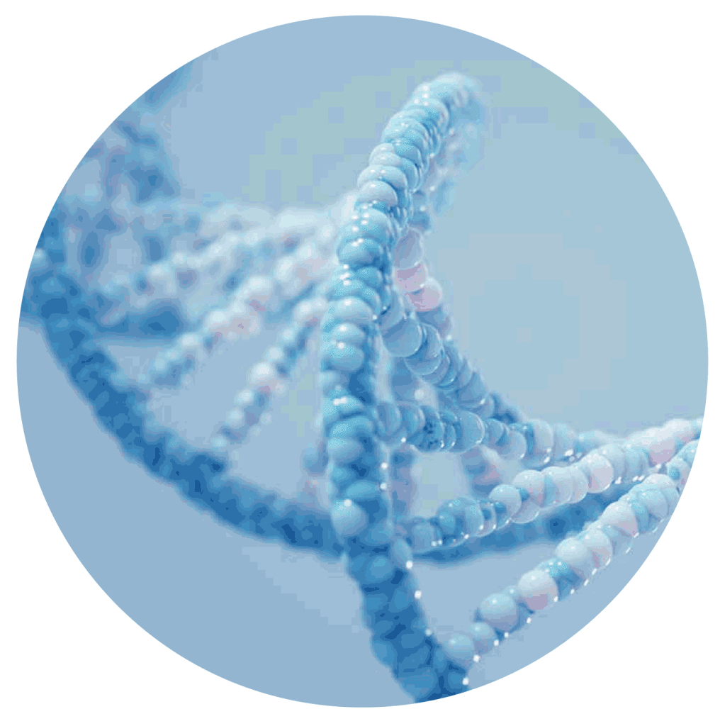 dna-chain-1016x1024 (1).png