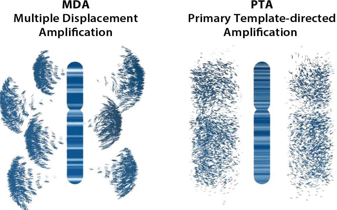 mda-pta-amplification.jpg