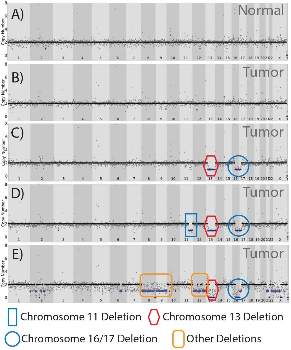 chromosome-chart.jpg